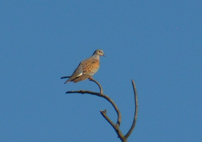 European Turtle-Dove - ML493891951