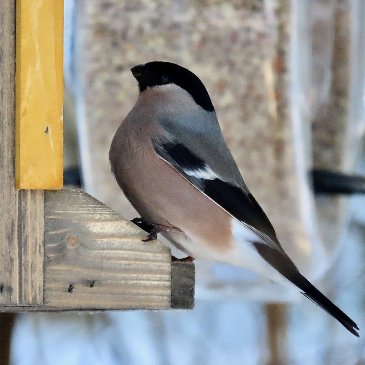 Eurasian Bullfinch - ML493893911