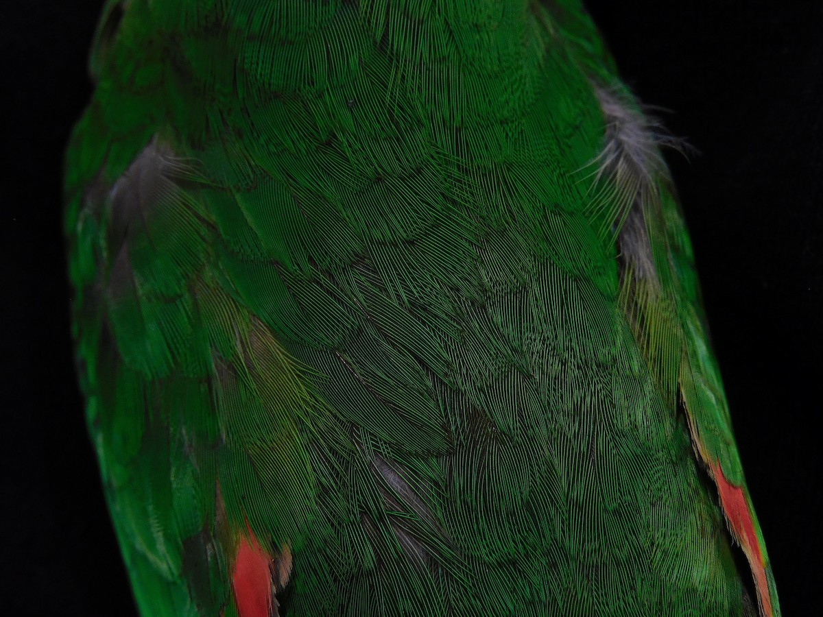 Swift Parrot - ML493894981