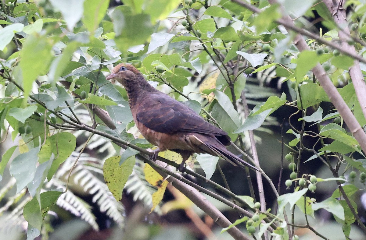 Little Cuckoo-Dove - ML493895061