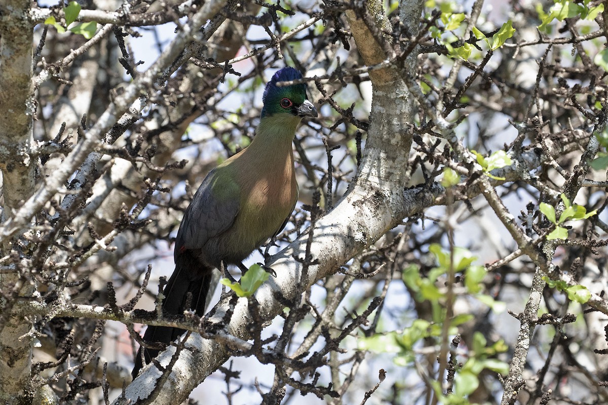 Purple-crested Turaco - ML493895171