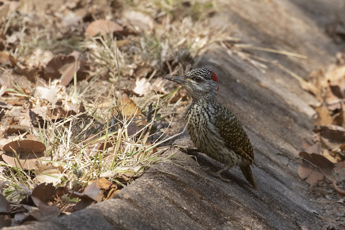 Golden-tailed Woodpecker - ML493895261