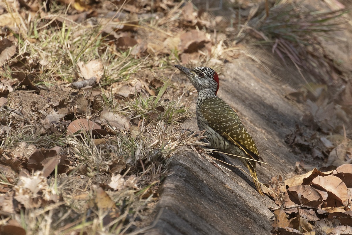 Golden-tailed Woodpecker - ML493895271