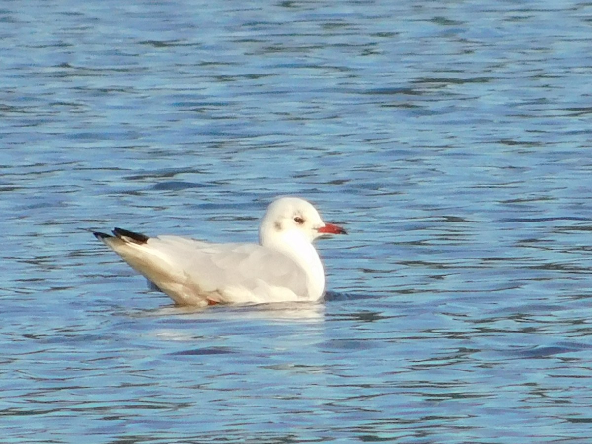 Black-headed Gull - ML493895601