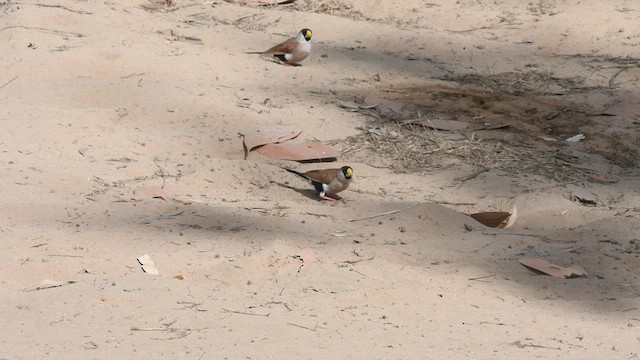 Masked Finch - ML493897431