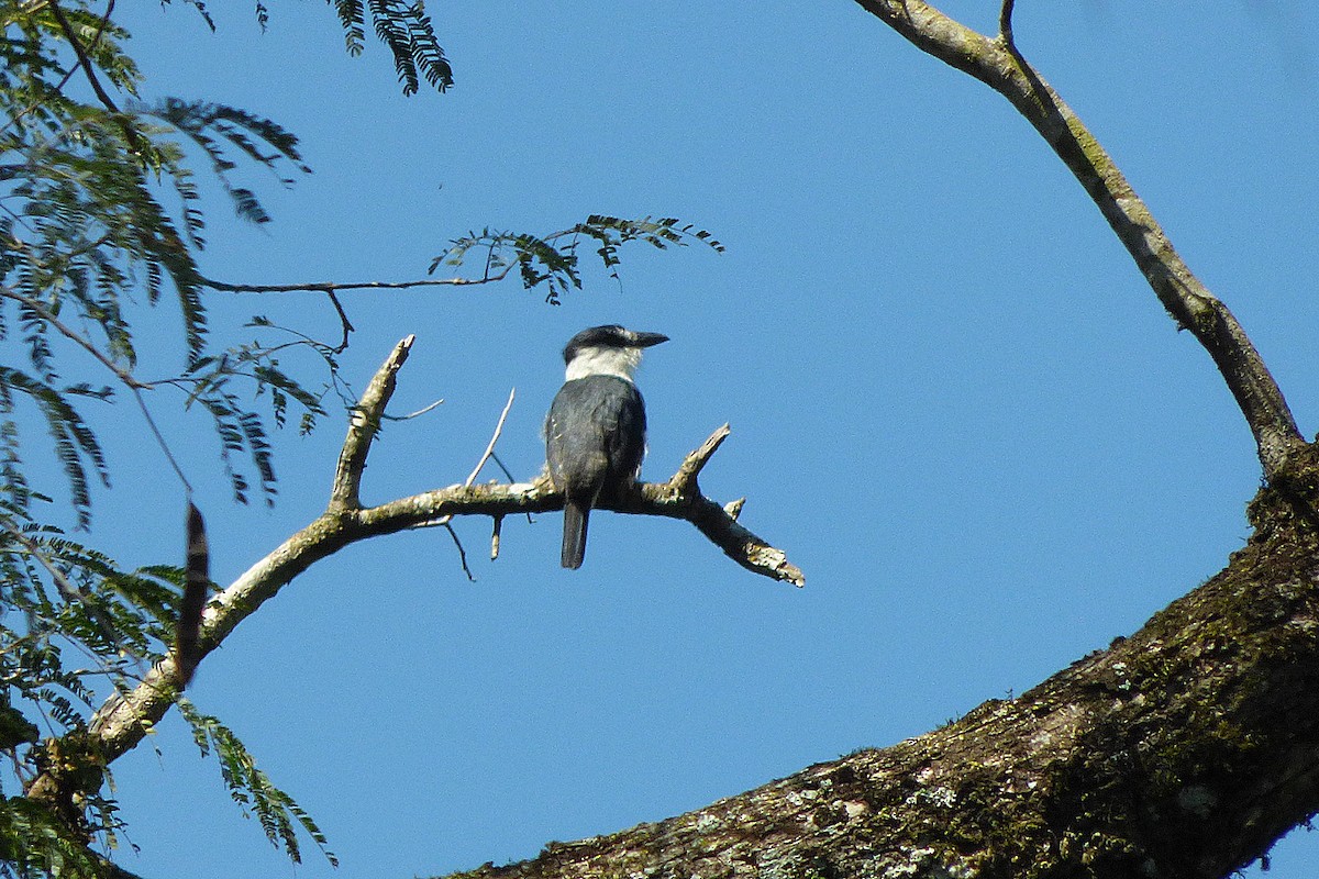 Buff-bellied Puffbird - ML493897721