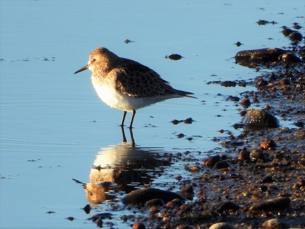 Baird's Sandpiper - Luis "Beto" Matheus