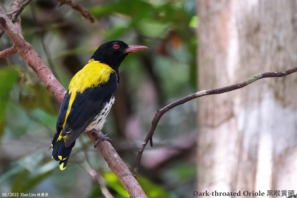 Dark-throated Oriole - ML493898141