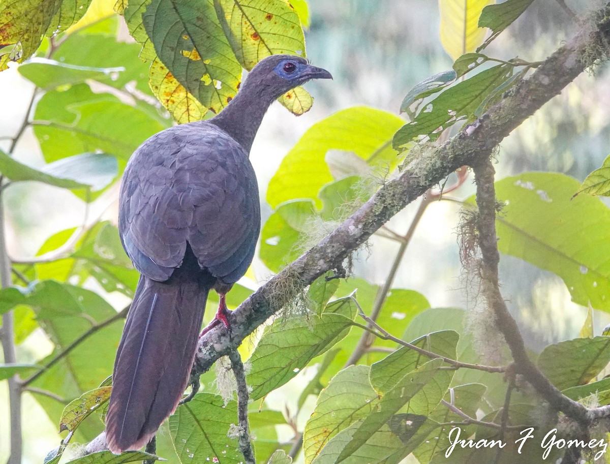 Sickle-winged Guan - ML493901831