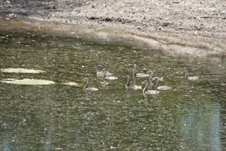 Australasian Grebe - ML493903041