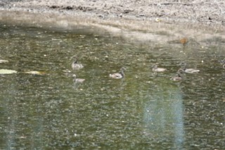 Australasian Grebe - ML493903051