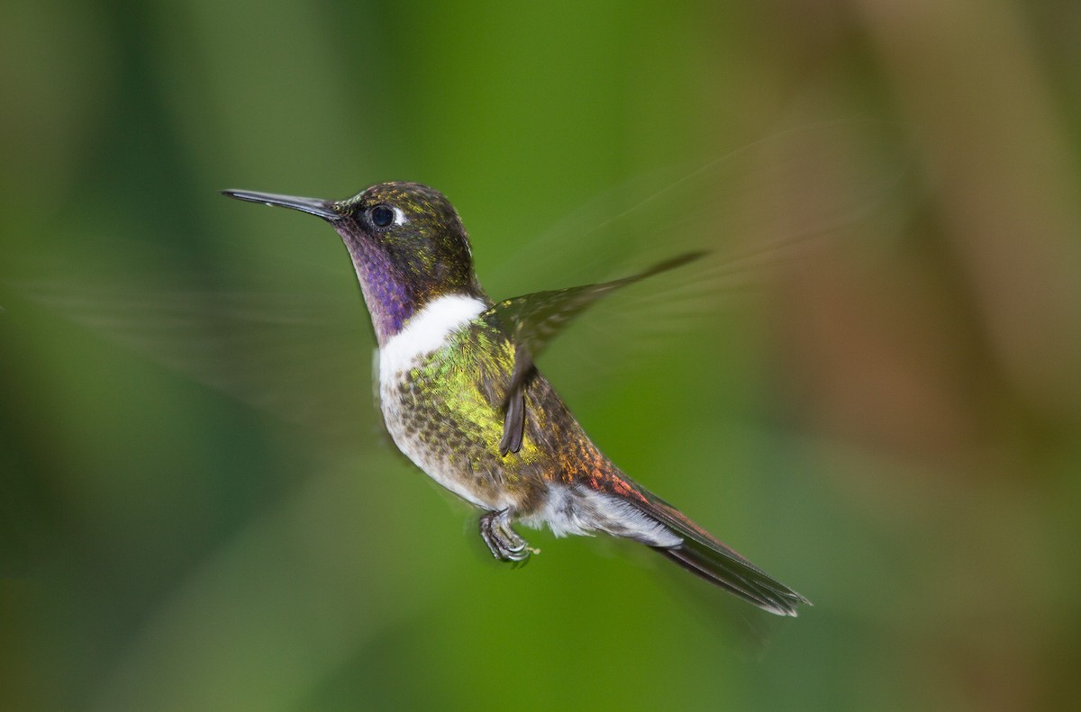 kolibřík méridský - ML493903131