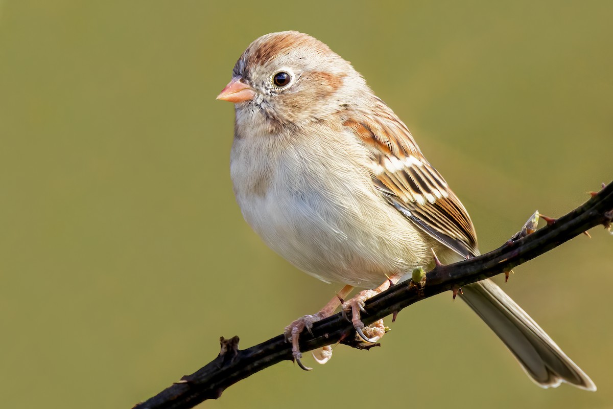 Field Sparrow - ML493903701