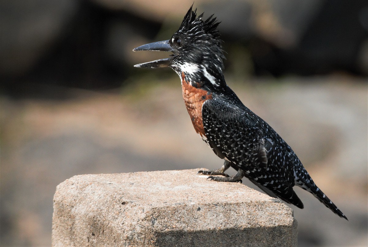 Giant Kingfisher - ML493903921