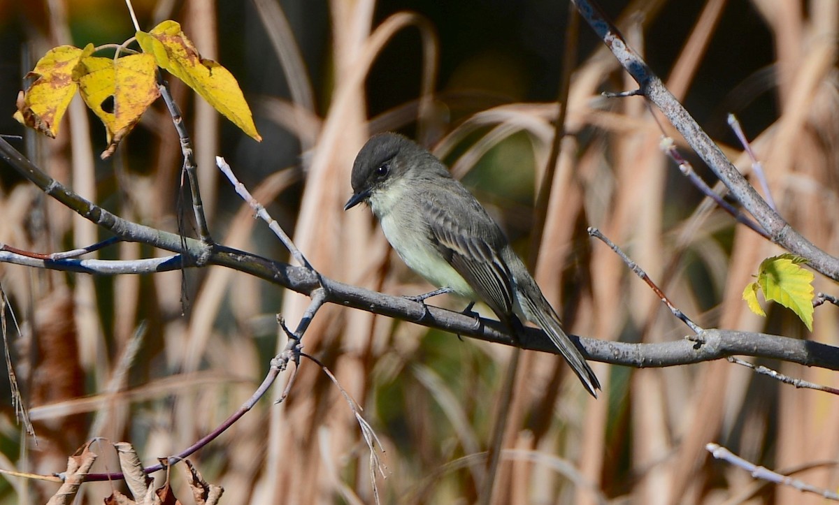 Eastern Phoebe - ML493904151