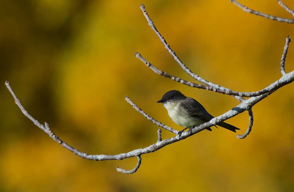 Eastern Phoebe - ML493904171