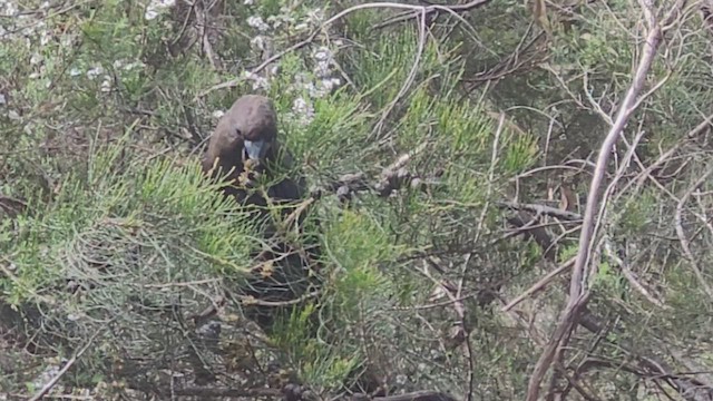 Cacatoès de Latham - ML493904531