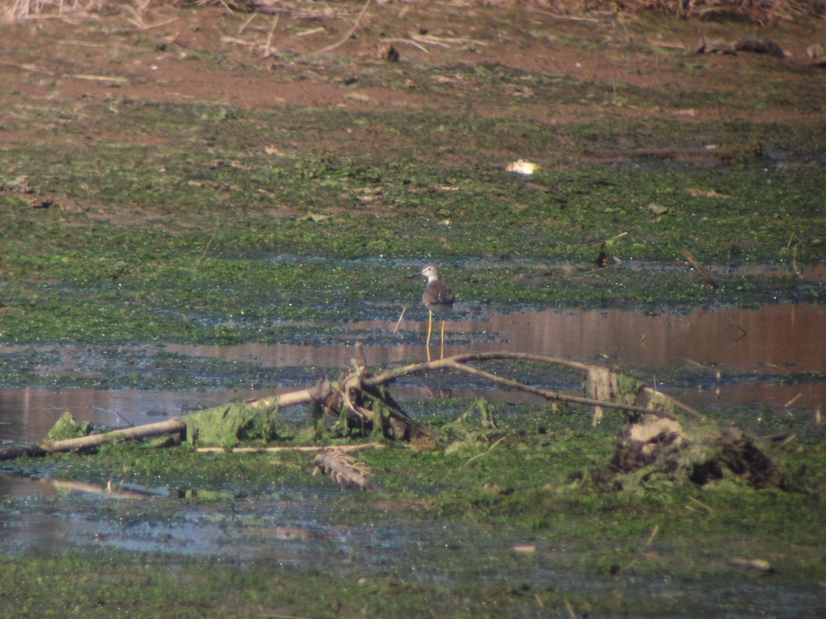 Lesser Yellowlegs - ML493906951