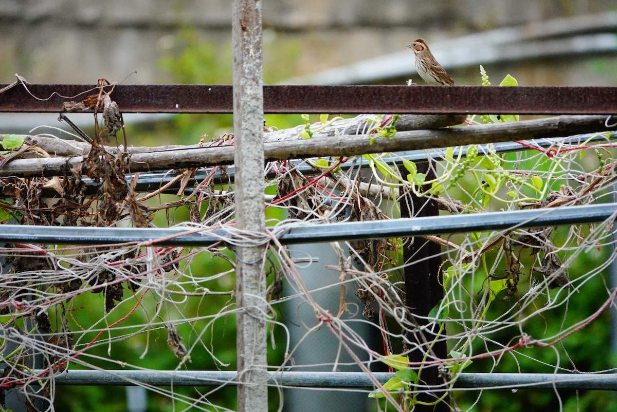 Little Bunting - ML493907151