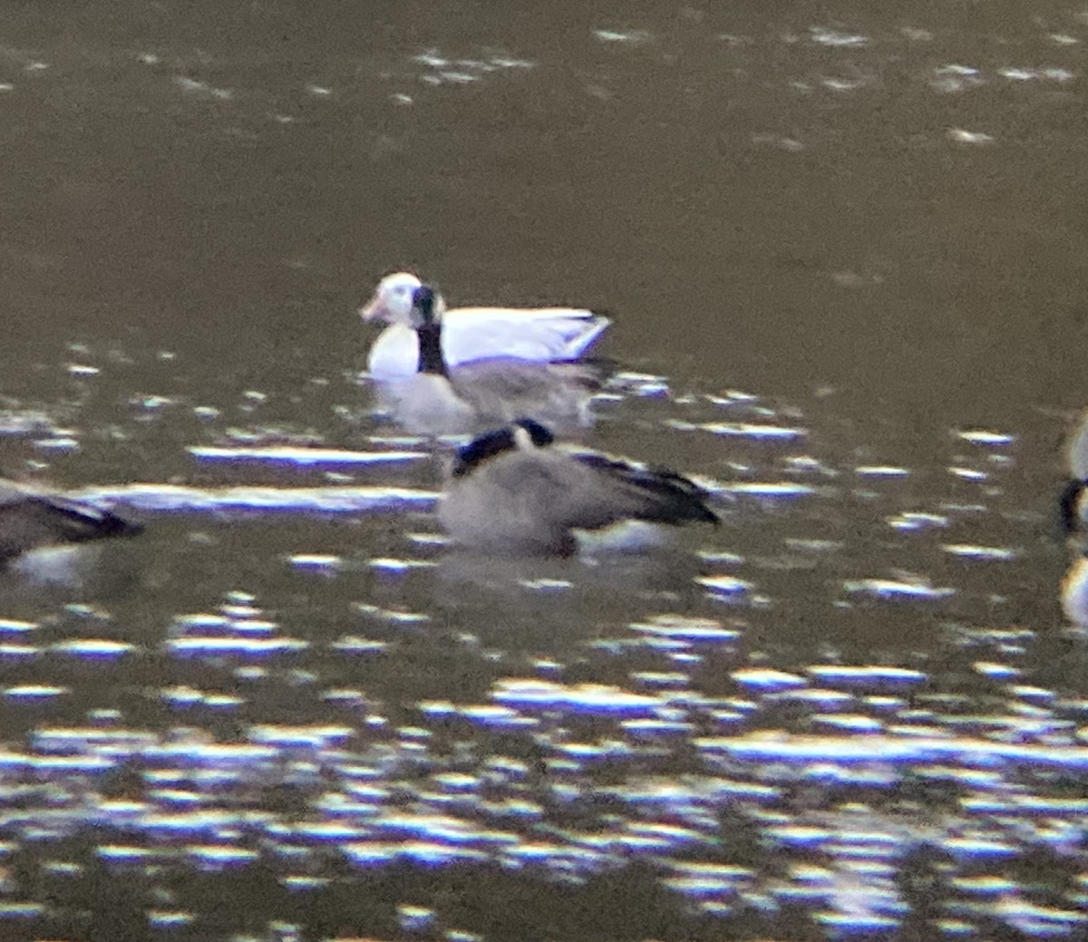 Snow Goose - ML493907931