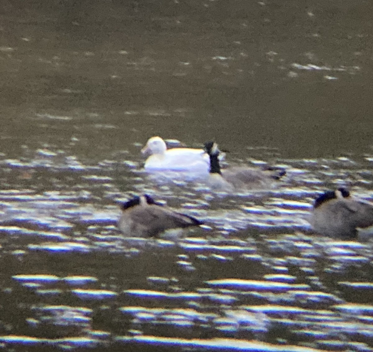 Snow Goose - ML493907941