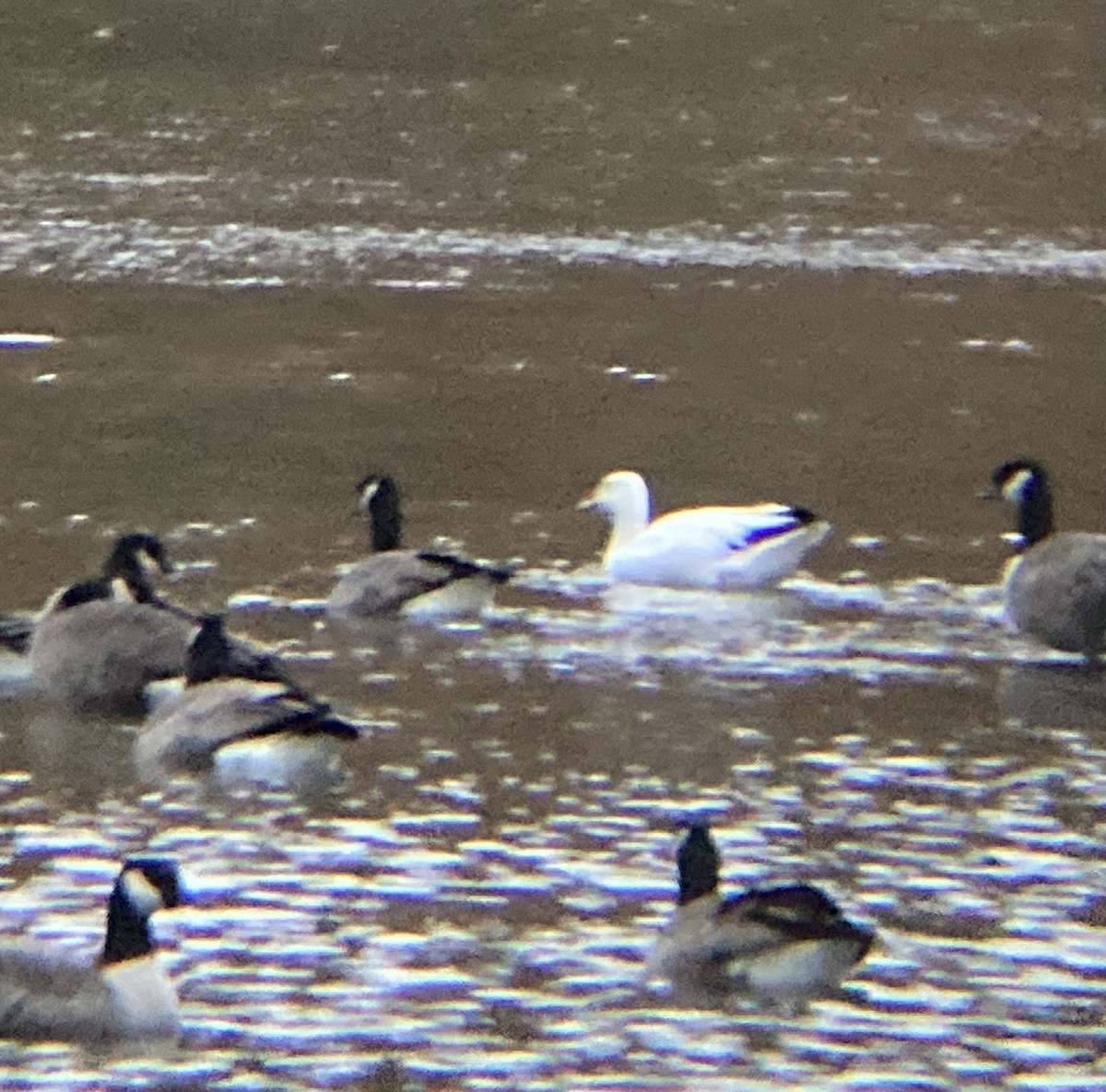 Snow Goose - ML493907951