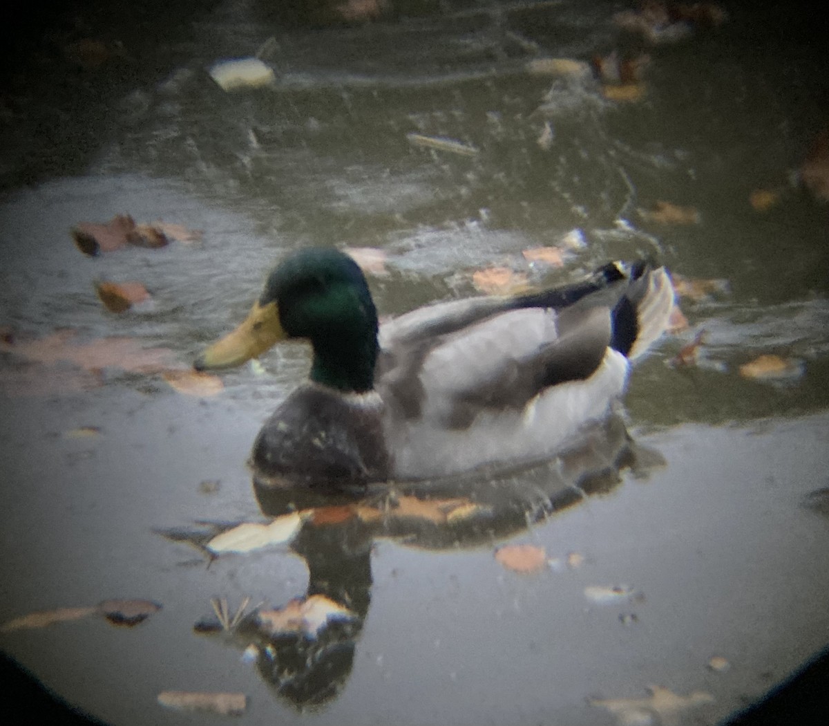 Mallard - ML493907981