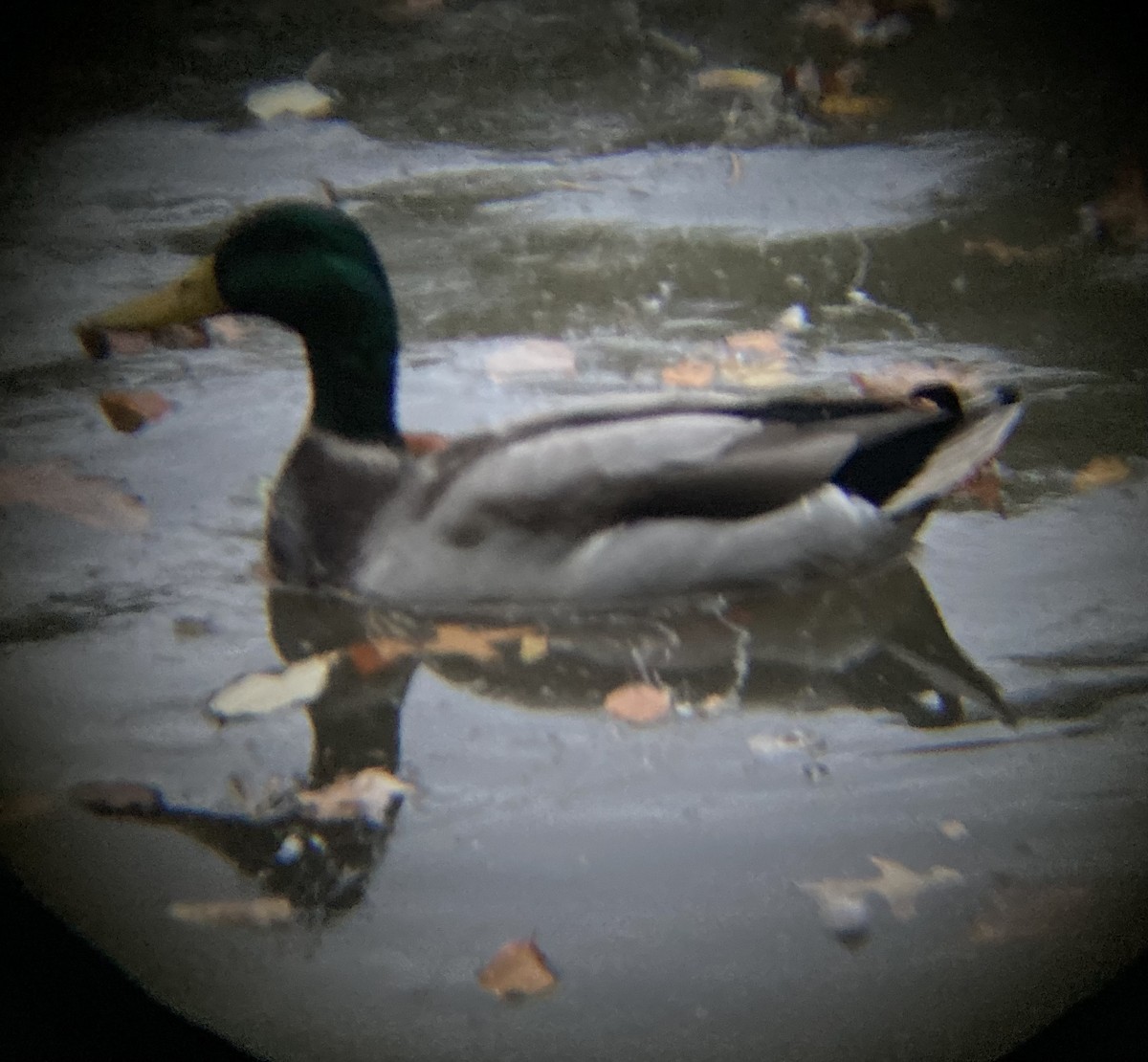 Mallard - ML493907991