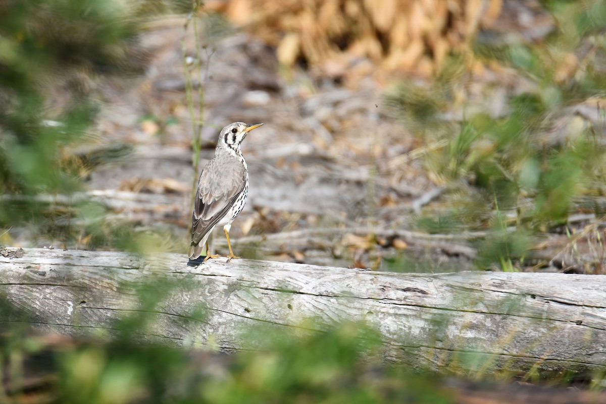 Groundscraper Thrush - ML493908231