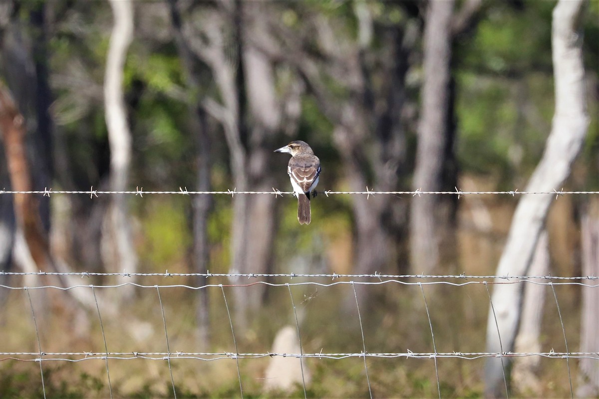 Pied Butcherbird - ML493909311