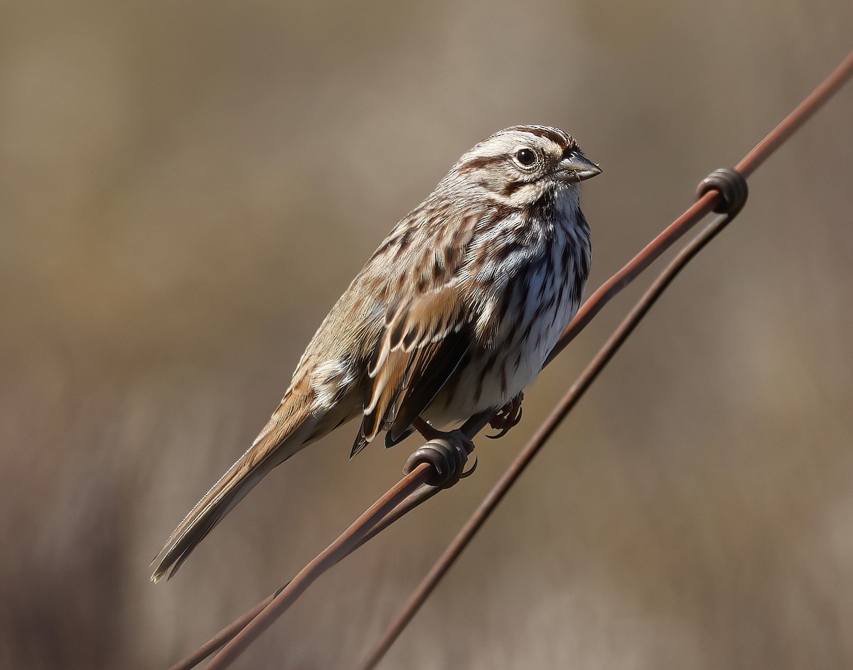 Song Sparrow - Scott Sneed