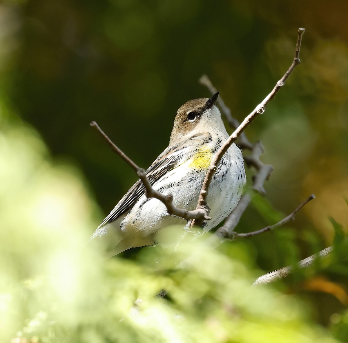 Yellow-rumped Warbler - Scott Sneed
