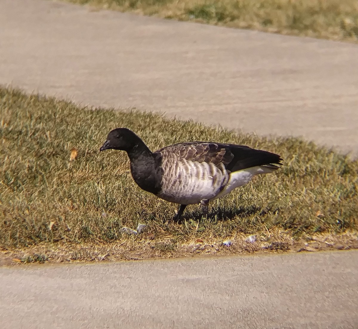 Brant - ML493910071