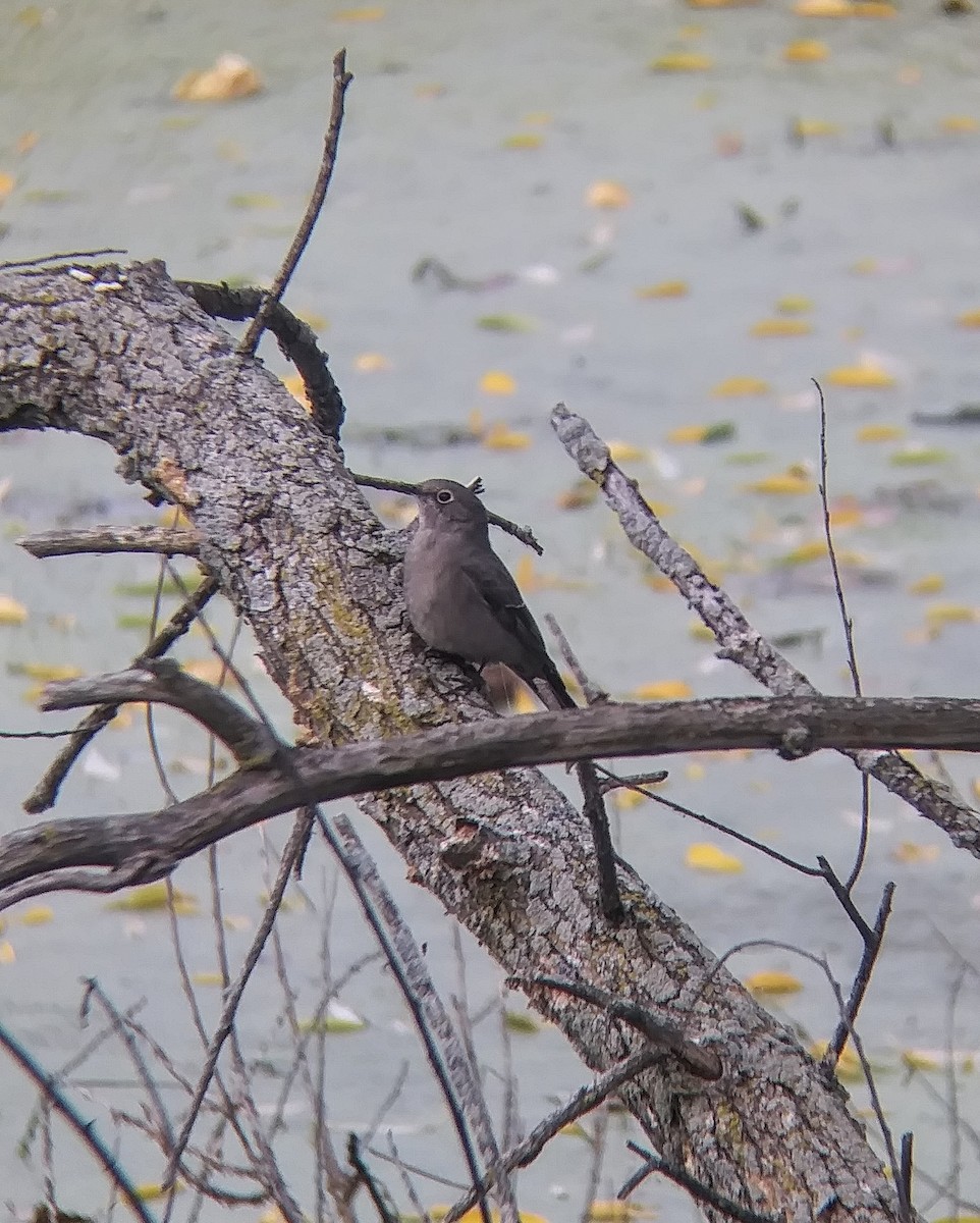 Townsend's Solitaire - ML493910231