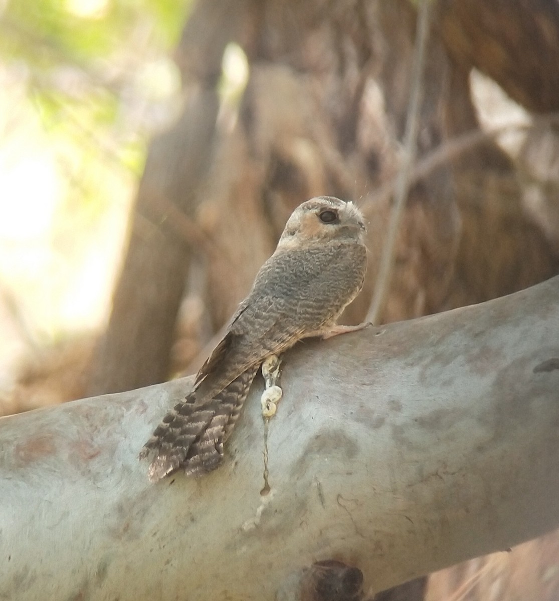 Australian Owlet-nightjar - ML493911351