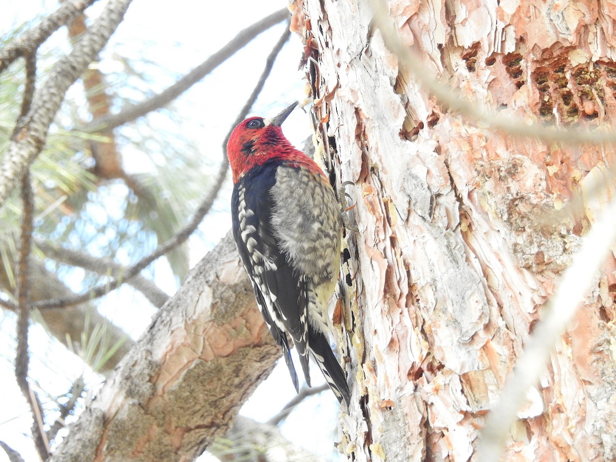 Red-breasted Sapsucker - ML49391291