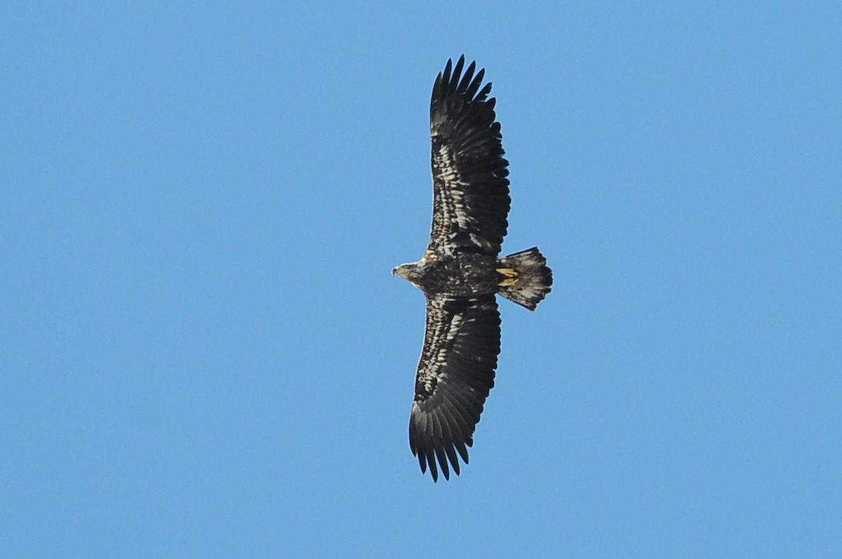 Bald Eagle - ML49391421