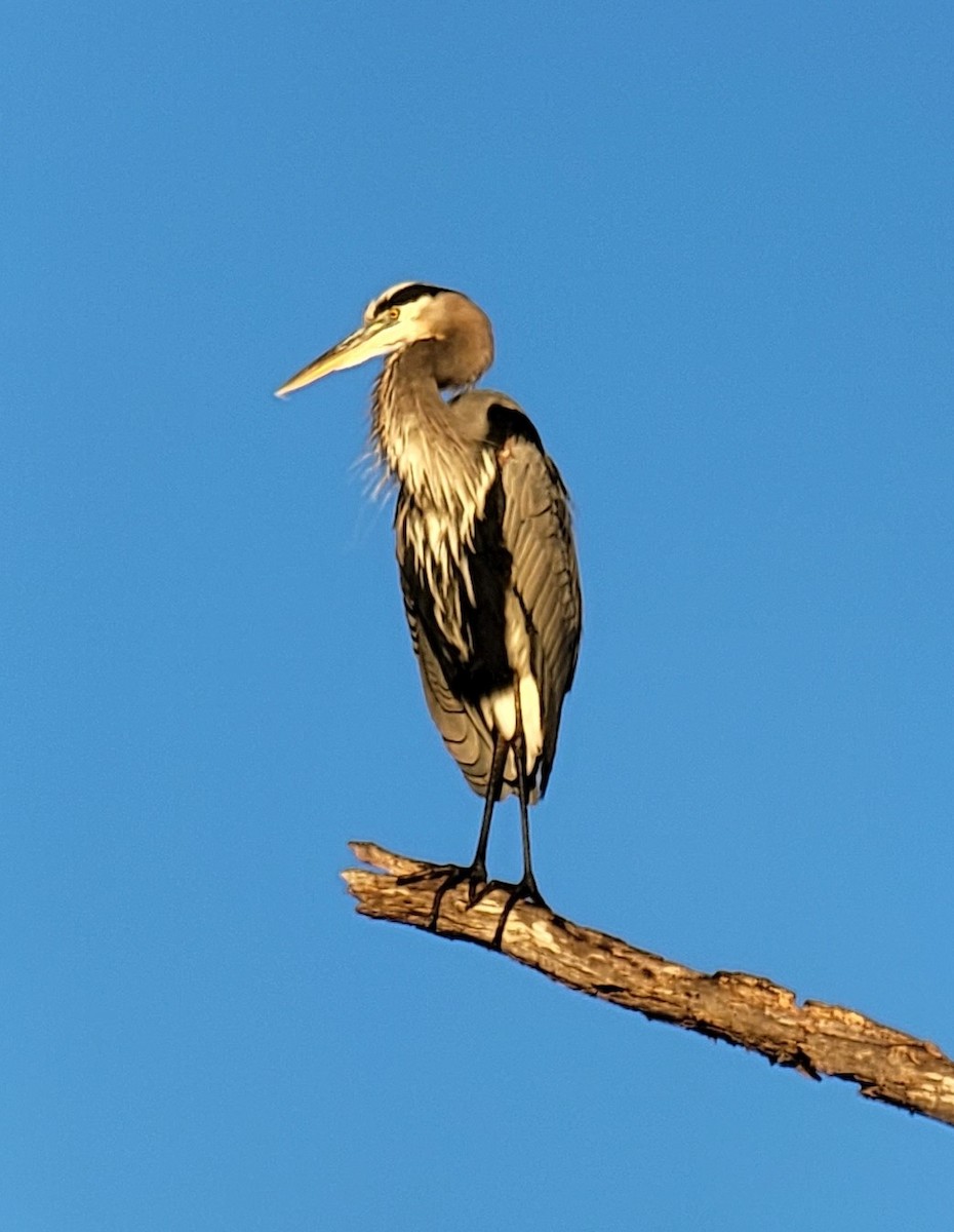 Great Blue Heron - ML493914991