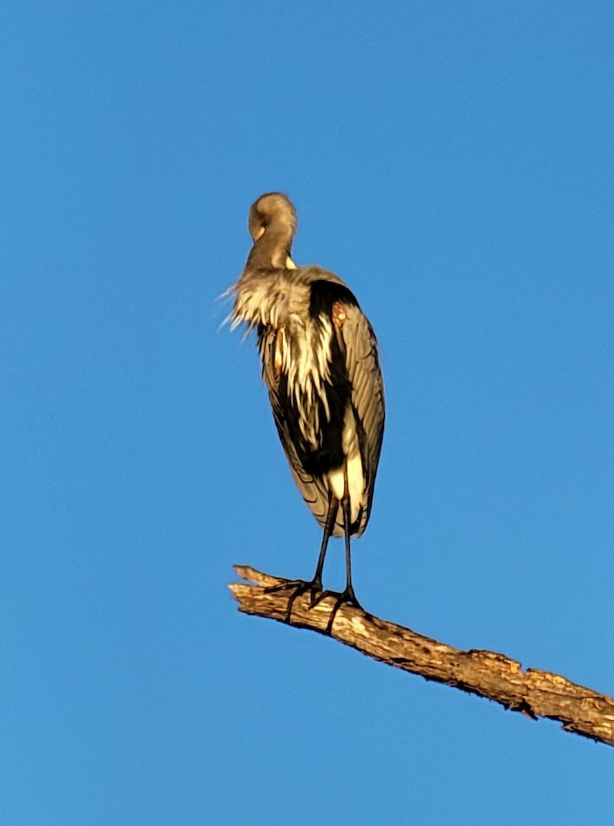 Great Blue Heron - Mark DiGiovanni