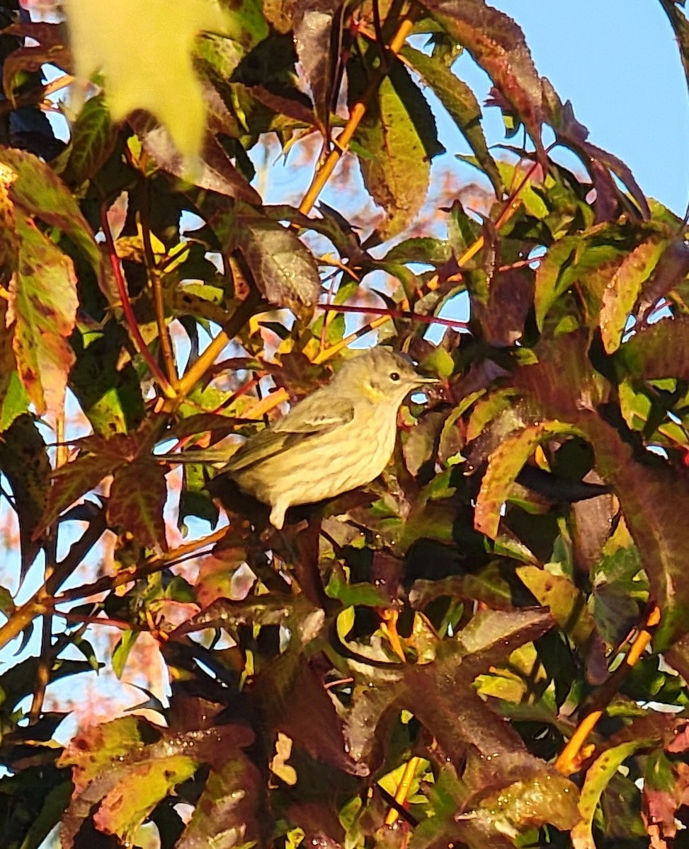 Cape May Warbler - ML493915081