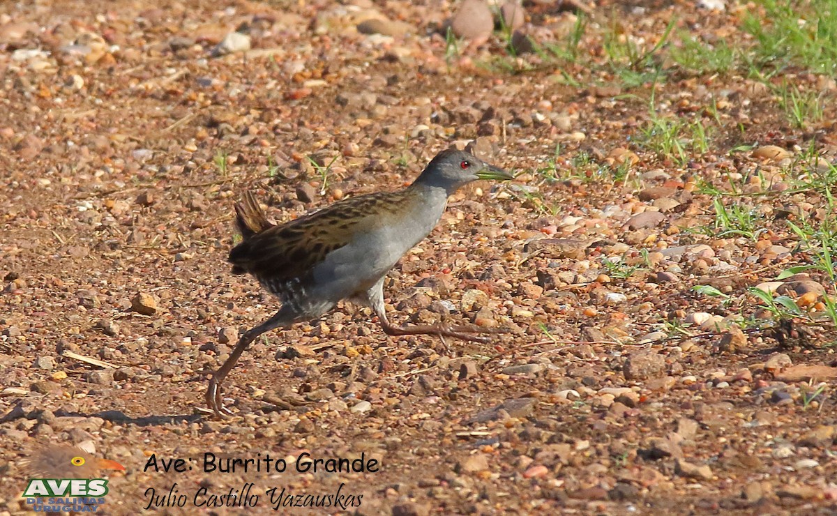 Ash-throated Crake - ML493915611