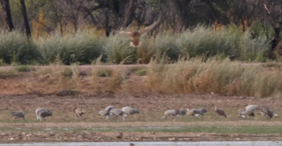 hawk sp. - ML493918841