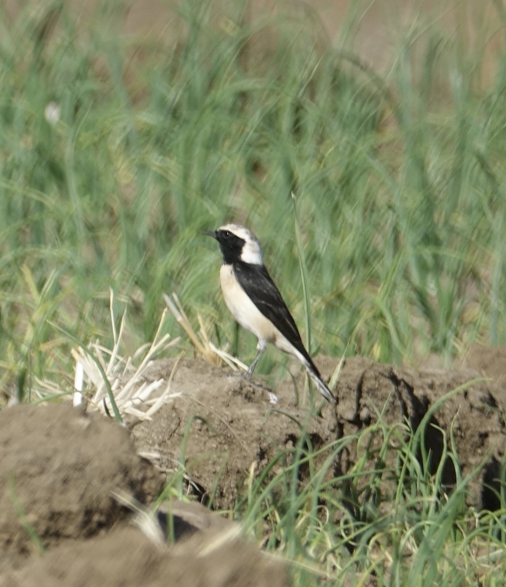 Pied Wheatear - ML493919221