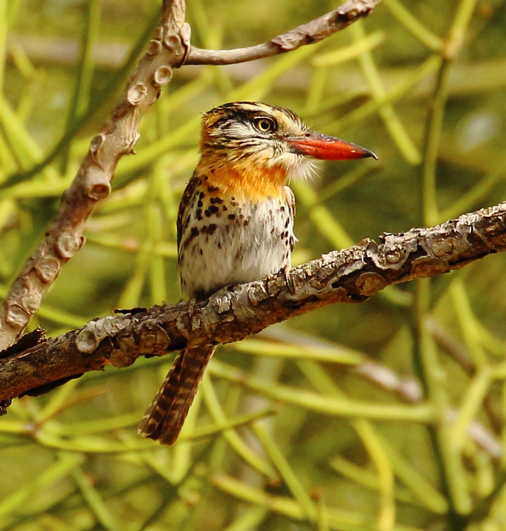 Spot-backed Puffbird - ML493919381