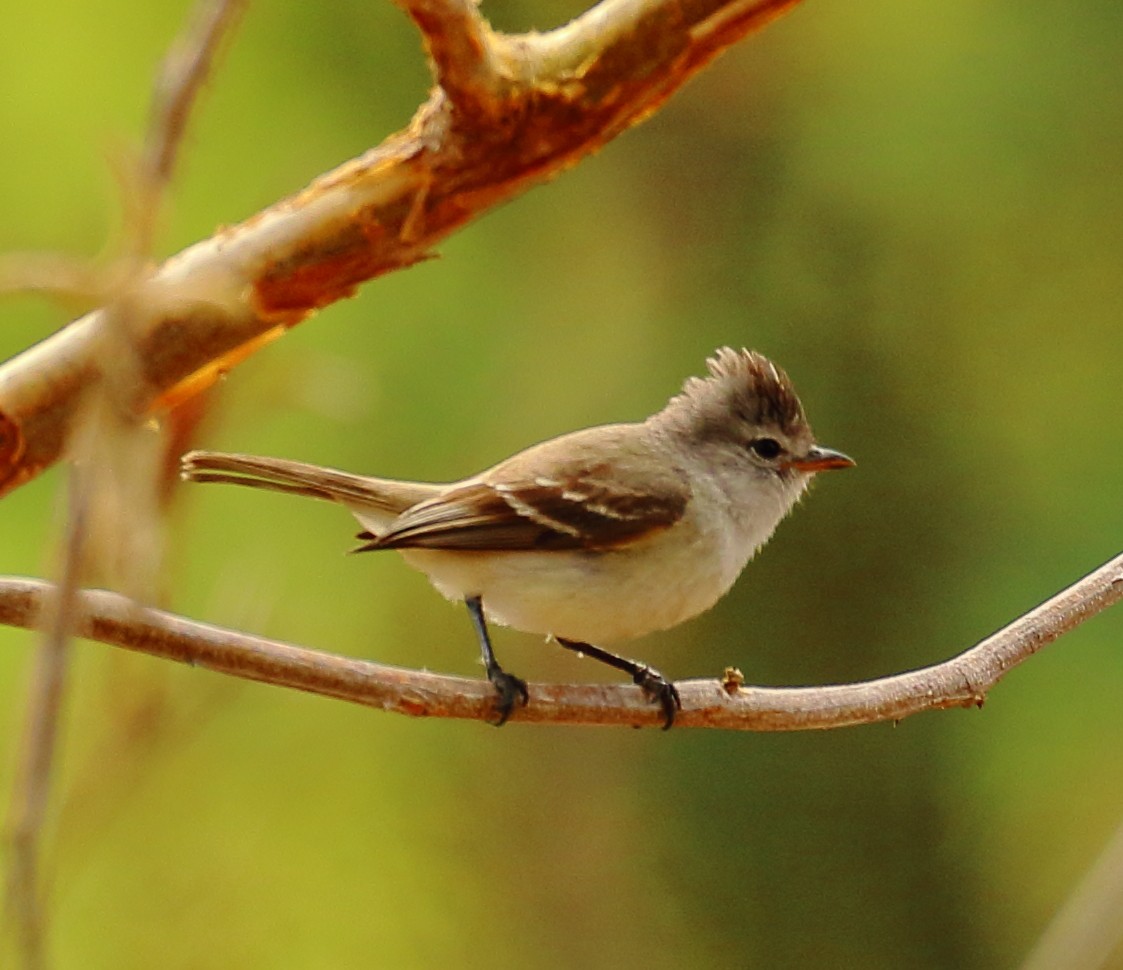 Southern Beardless-Tyrannulet - Mats Hildeman