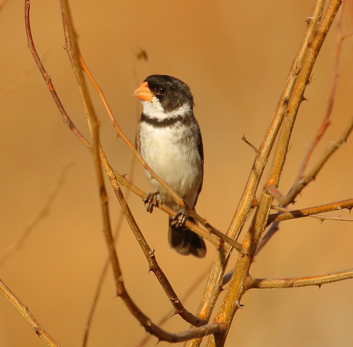 White-throated Seedeater - ML493919951