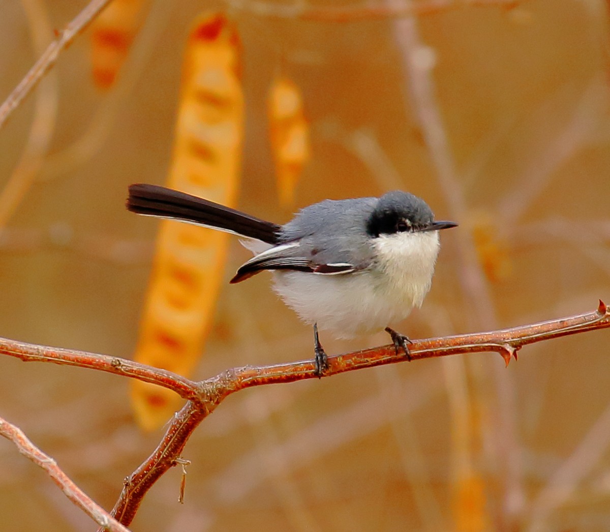 Tropical Gnatcatcher - ML493920011