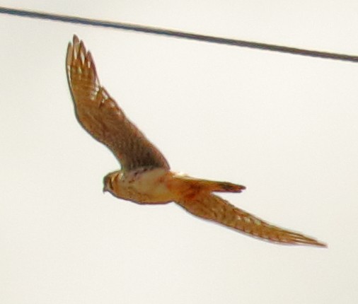 American Kestrel (South American) - ML493920151