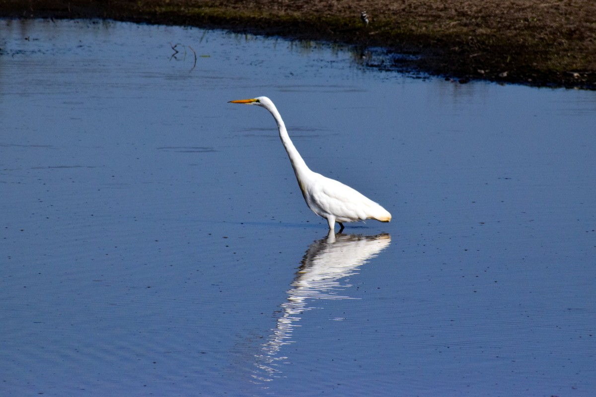 Great Egret - ML493920221