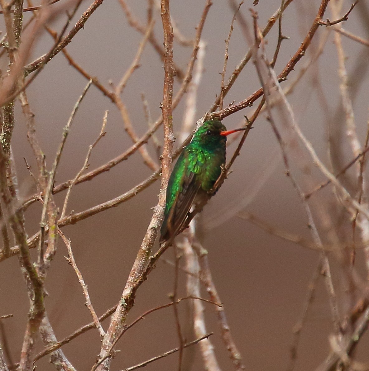 kolibřík lesklobřichý - ML493920971